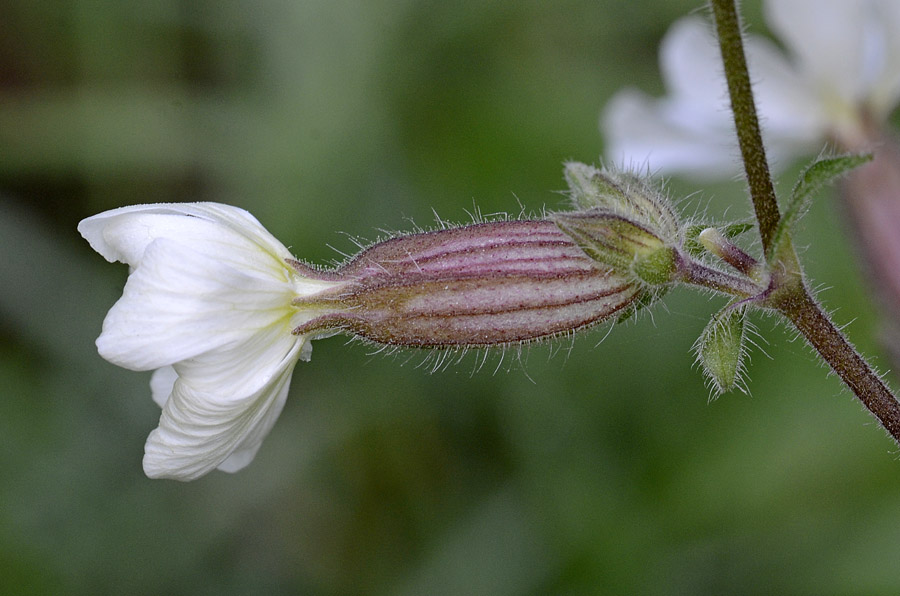 Silene latifolia (=Silene alba) / Silene bianca